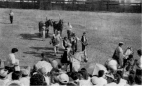 Toros en el Palenque