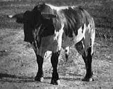 Golondrino