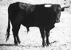 Palomero